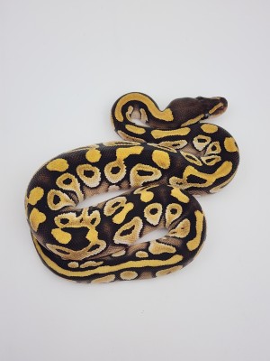 animal image