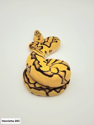 animal image