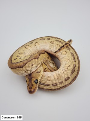 animal image