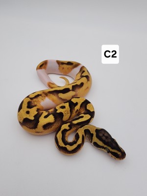animal image