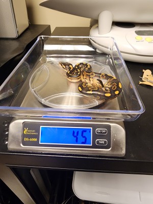 animal image
