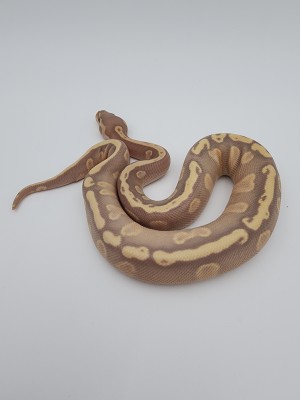 animal image