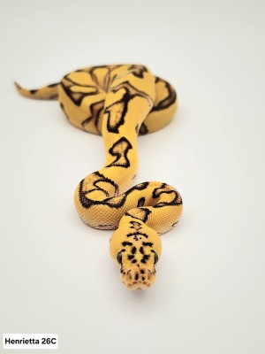 animal image