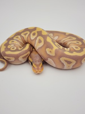 animal image
