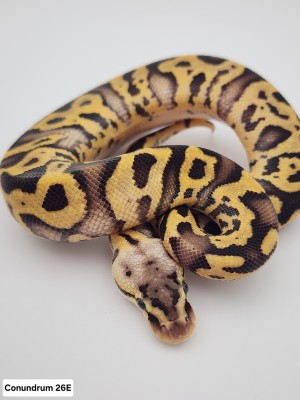 animal image
