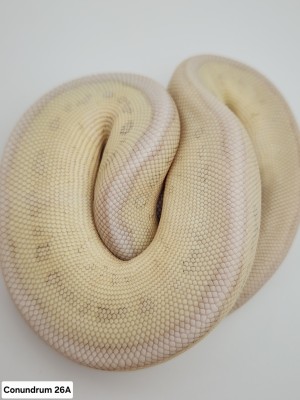 animal image