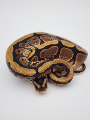 animal image