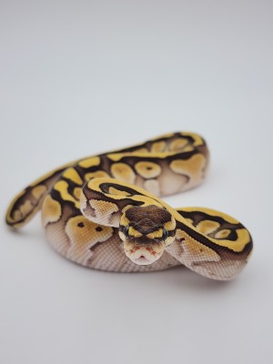animal image