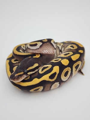 animal image