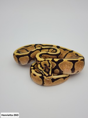 animal image