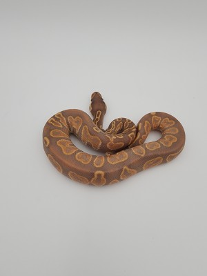 animal image