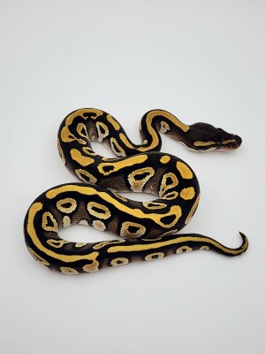 animal image