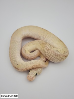 animal image