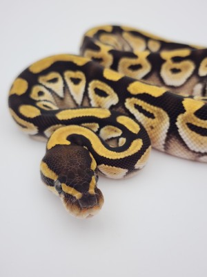 animal image