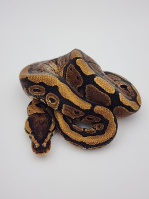 animal image
