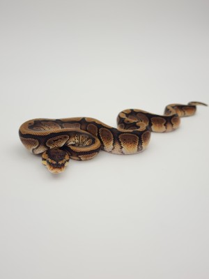 animal image