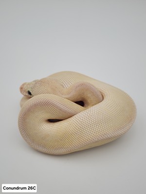 animal image