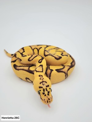 animal image