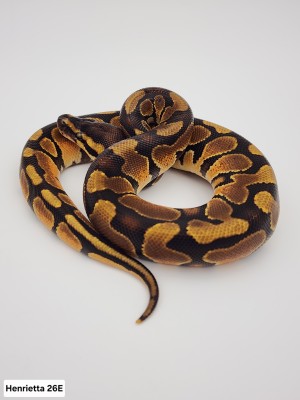 animal image