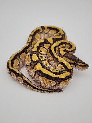 animal image