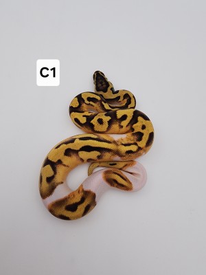 animal image