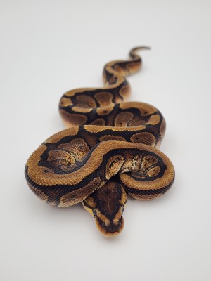 animal image
