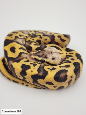 animal image