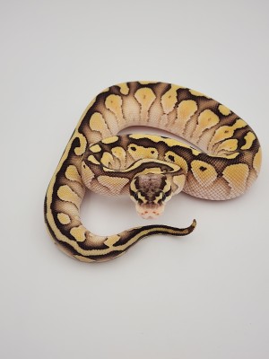 animal image