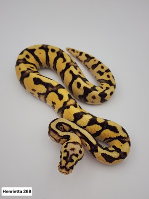 animal image