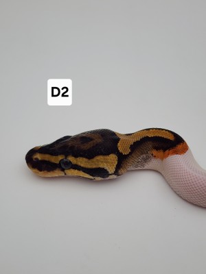 animal image