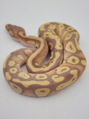animal image