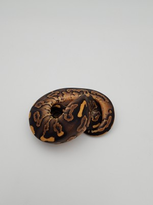 animal image