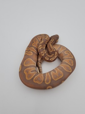 animal image