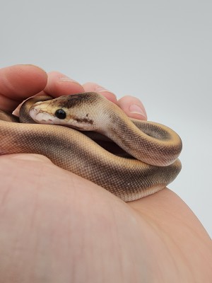 animal image