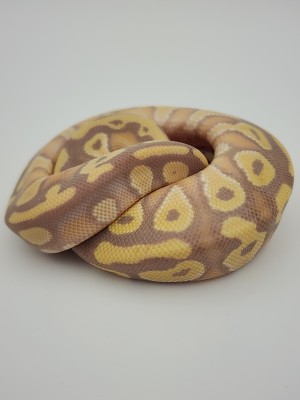 animal image