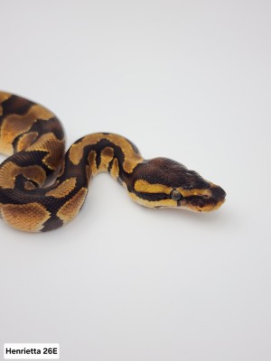 animal image