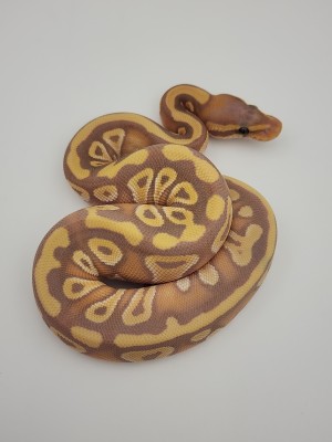 animal image