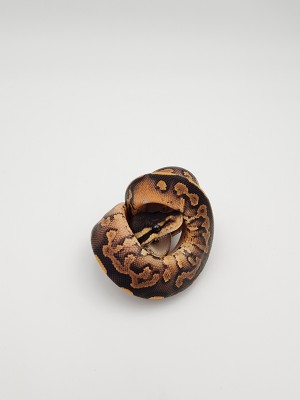animal image