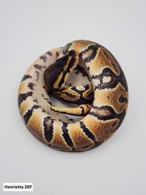 animal image