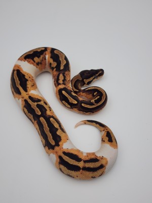 animal image
