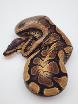 animal image