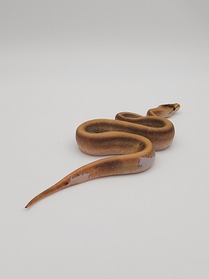 animal image