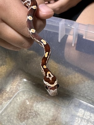 animal image