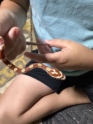 animal image