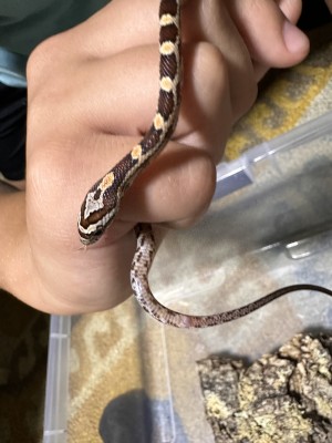 animal image