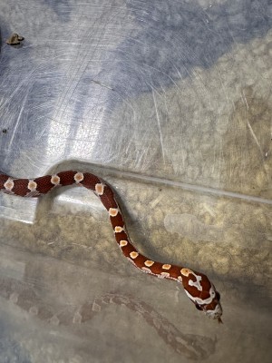 animal image