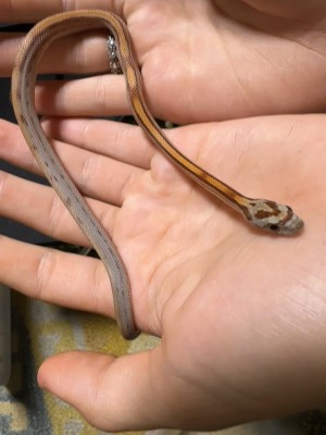 animal image