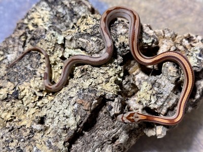 animal image