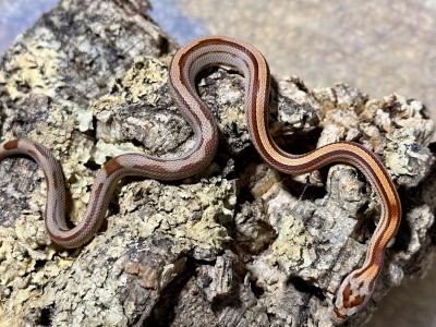 animal image