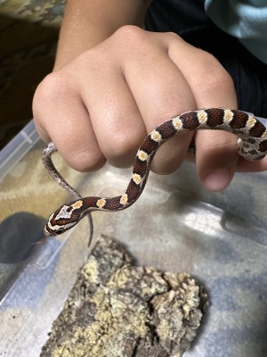 animal image
